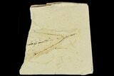 Partial Fossil Hackberry Leaf - Green River Formation #109618-1